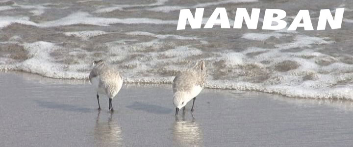 NANBAN �T�[�t�B���r�f�I