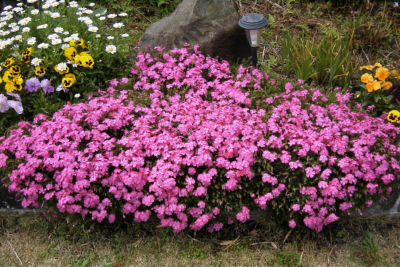 芝桜の画像