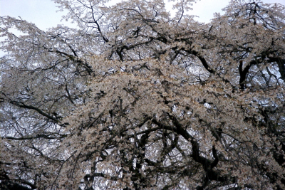 枝垂れ桜の画像