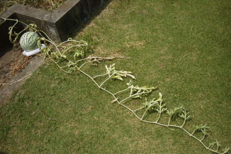 スイカのツル