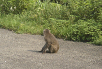 猿１
