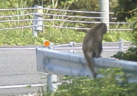 猿２