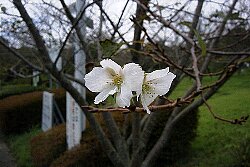 桜１