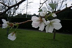 桜２