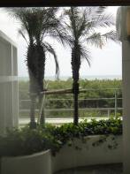 �΍�̓m�E���~�� (9).JPG