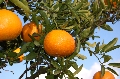 DSC_3196.JPG