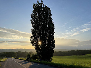 ケンとメリーの木