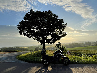 セブンスターの木