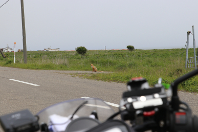 野付け半島のキタキツネ